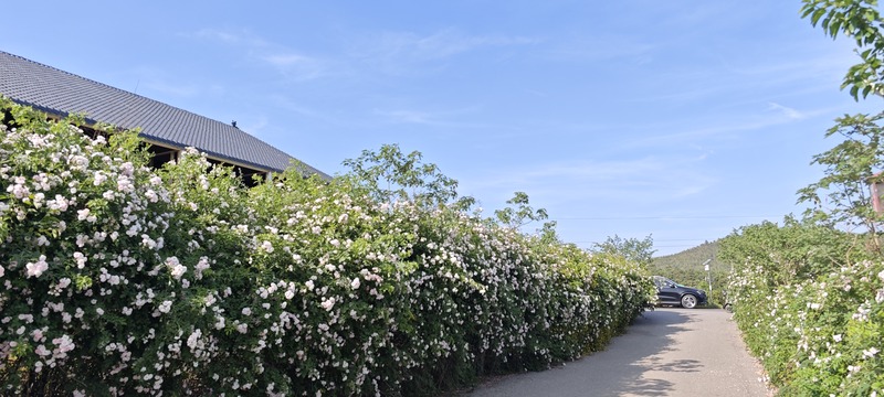 启点团建拓展之“南京江宁黄龙岘”团建拓展基地：茶香沁心，凝聚团队力量的理想之地2.jpg